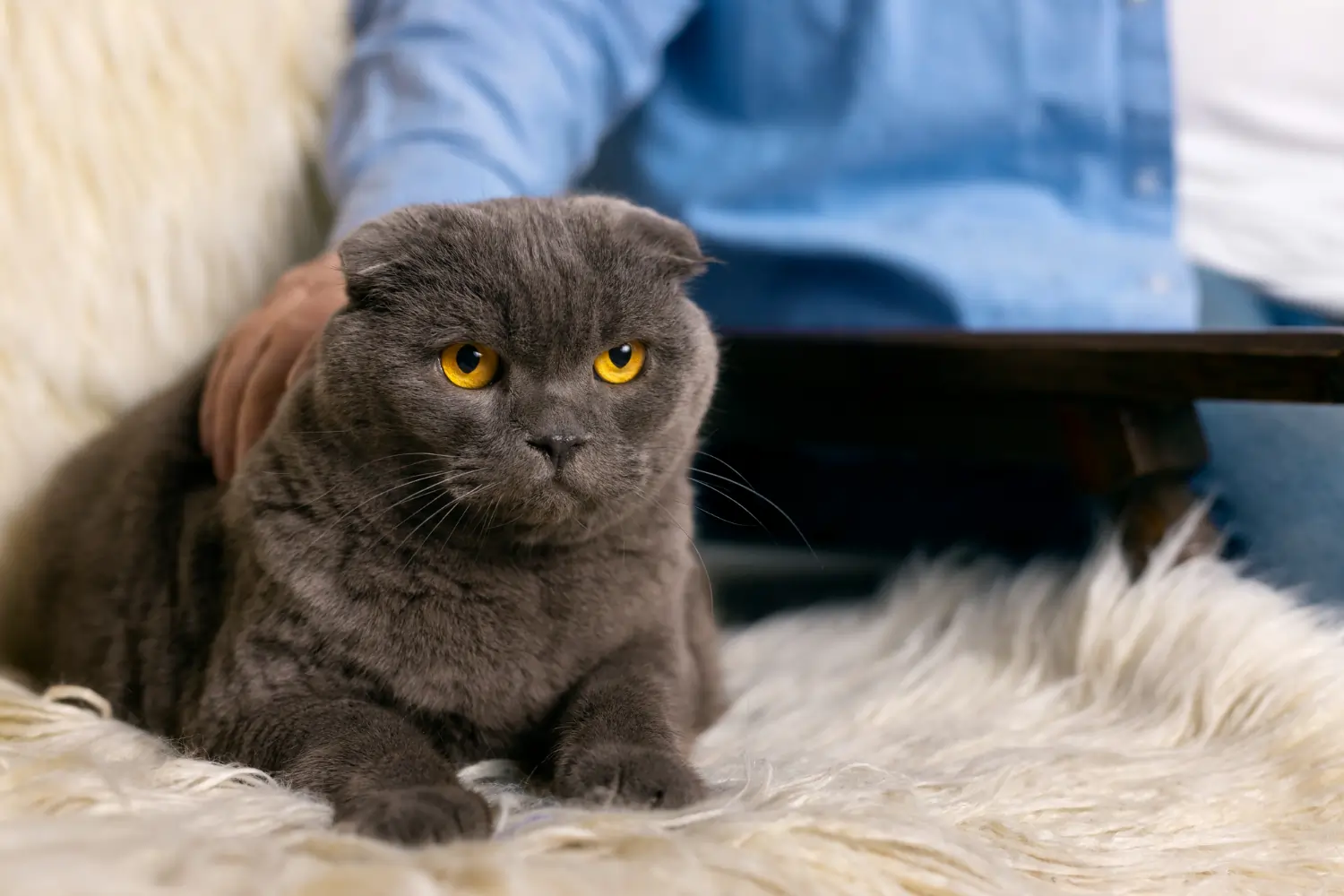 Scottish Fold cats